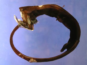 Media type: image; Ichthyology 161545